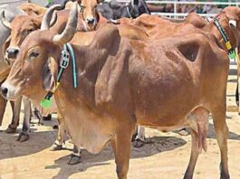 મોરબી સહિત ગુજરાતભરમાં પશુ સારવાર કેમ્પ કરવા મુખ્યમંત્રીને લેખીત રજુઆત