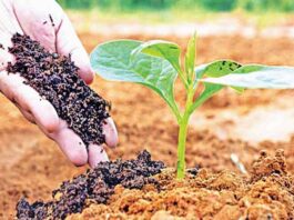 પ્રકૃતિના જતનનો સાચો માર્ગ : રાસાયણિક ખાતર-જંતુનાશક વિના ‘પ્રાકૃતિક ખેતી’થી સમૃદ્ધિ તરફ ખેડૂતો વળ્યાં