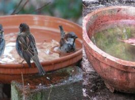 મોરબીમાં સેવાભાવી અજય લોરીયા દ્વારા પક્ષીઓ માટે નિઃશુલ્ક પાણીના કુંડાનું આવતી કાલે વિતરણ કરાશે